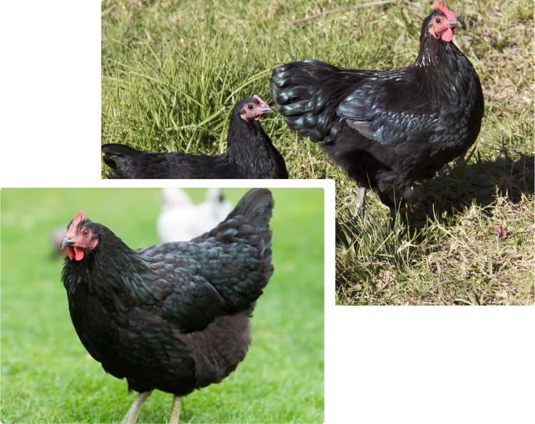 Broiler-Breeder